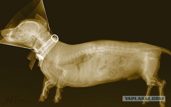 Животные под рентгеном