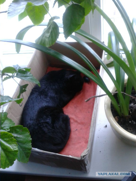 Все умрут, но некоторые не сегодня
