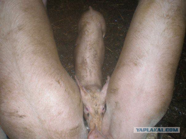 Я хочу замуж
