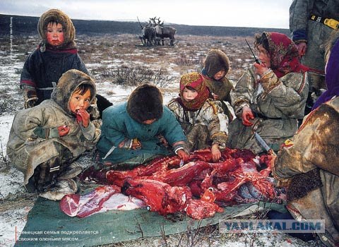 Человек: хищник или травоядное?
