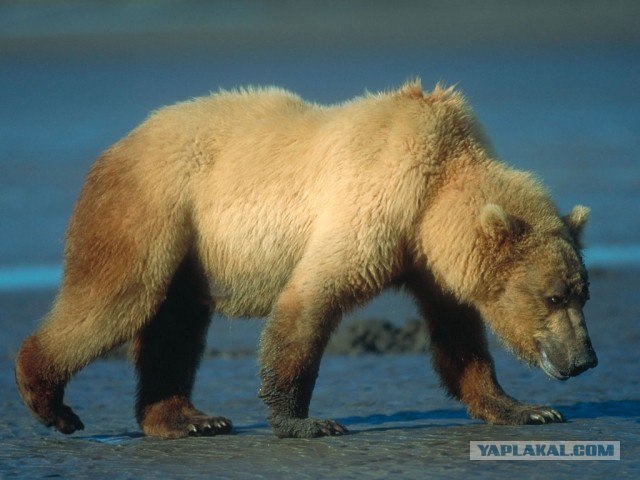 Медведь на флаге ‘Единой России’ ходит, как лошадь