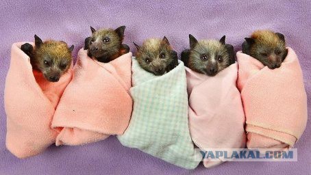 Ужас, летящий на крыльях ночи