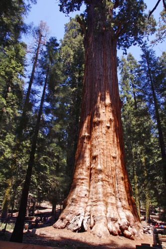 Американские лесорубы конца XIX - начала XX века