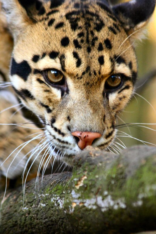 Фото дикие кошки