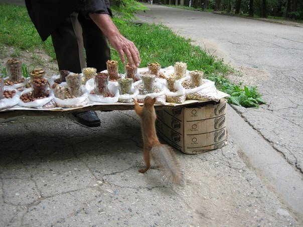 Прикольные животные