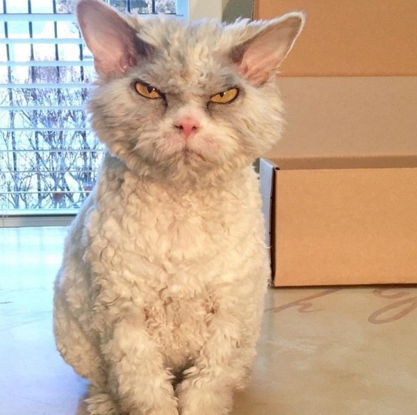 Коты и Кошки