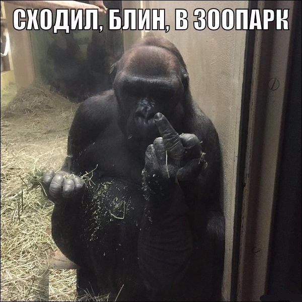 Подборка забавных животных