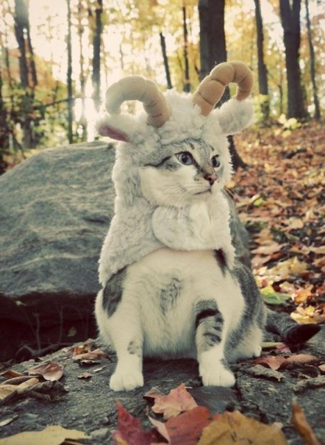 Коты и Кошки