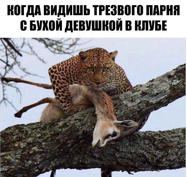 Баянистая годнота - 2