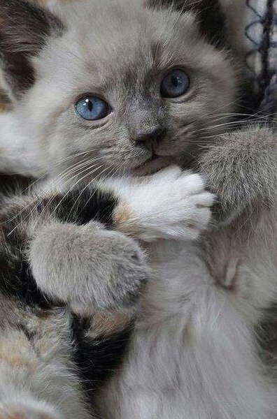 Коты и Кошки