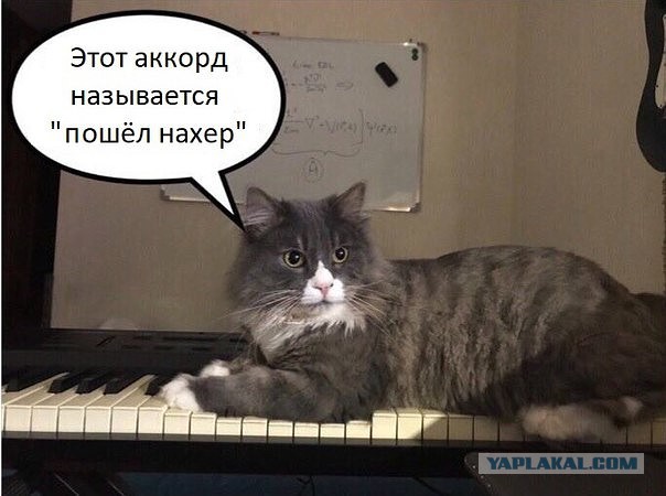 Новая жена требует выкинуть кота