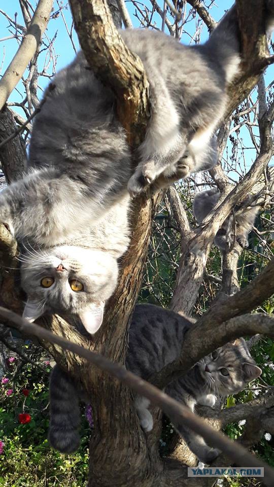 Котовторник