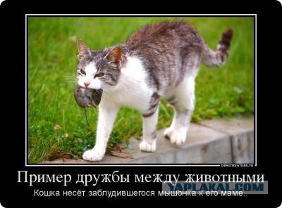 Потискал белочку