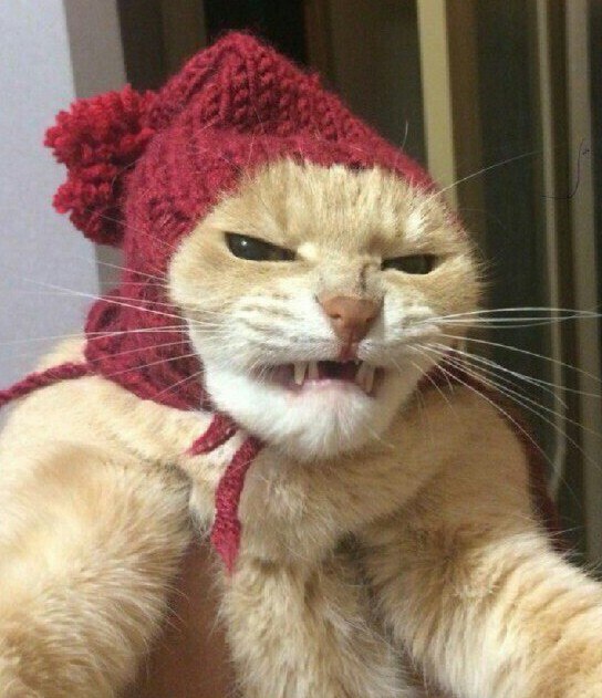 Прикольных котов пост