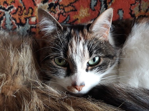 Котовторник 20.02.18
