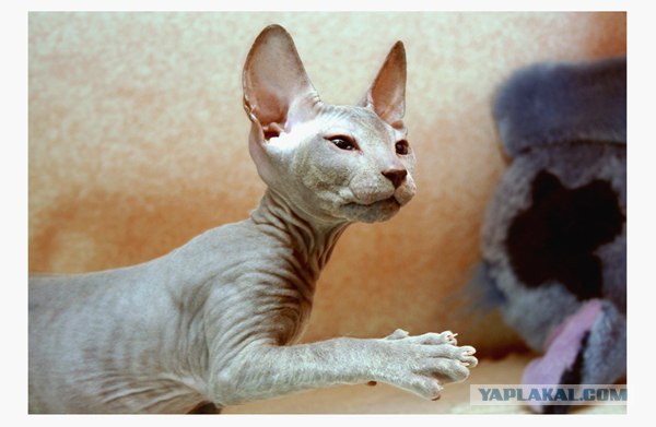 Ура, котовторник! (01.07.2008)
