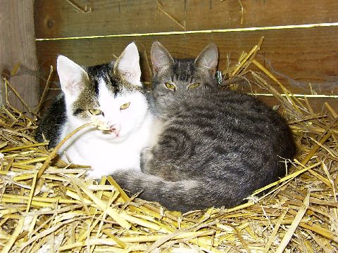 Коты на вторник на ЯПлакалъ (07.10.2008)