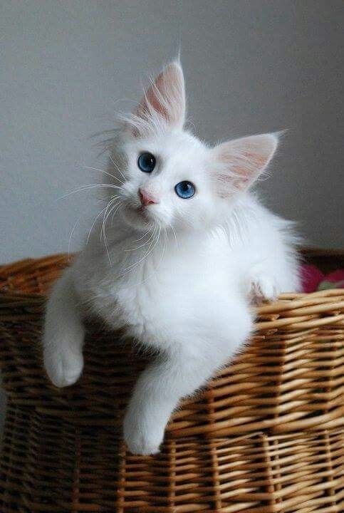Немного милоты