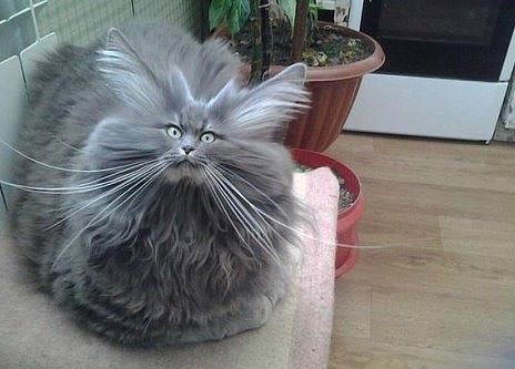 Прикольных котов пост