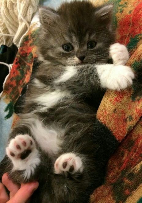 Прикольных котов пост