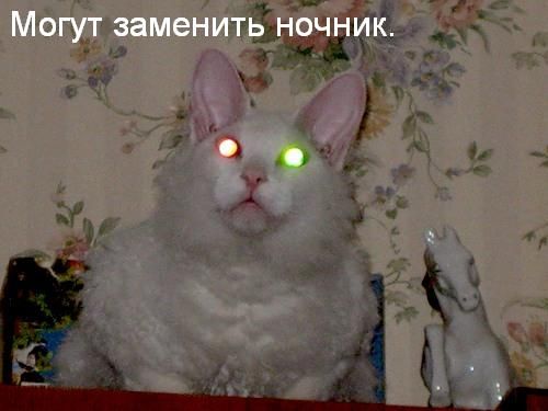 Ура, котовторник!