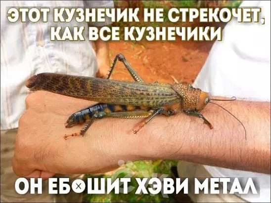 Пссс, парень... Чернушки надо?