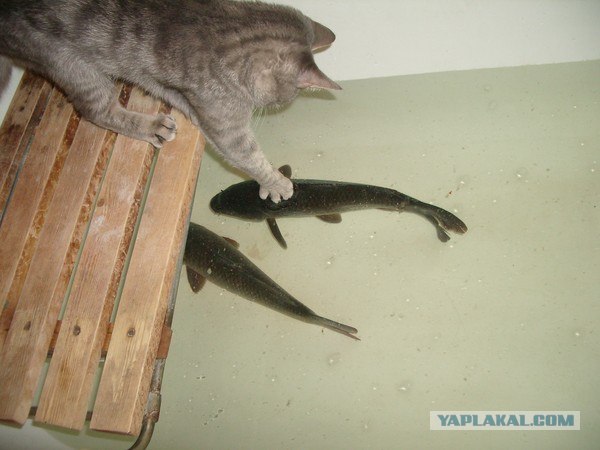 Ну что, котовторник?