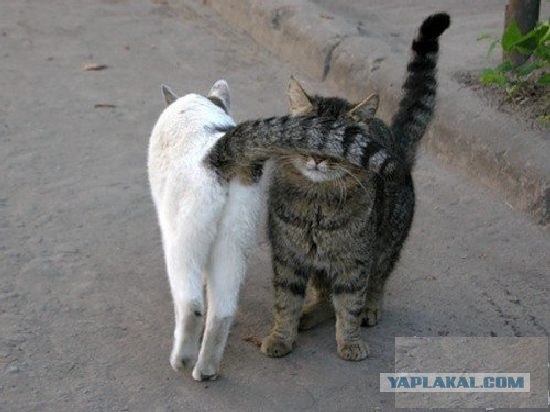 Котовторник - С праздником, котоводы!