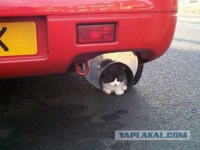 Котовторник уже сегодня!