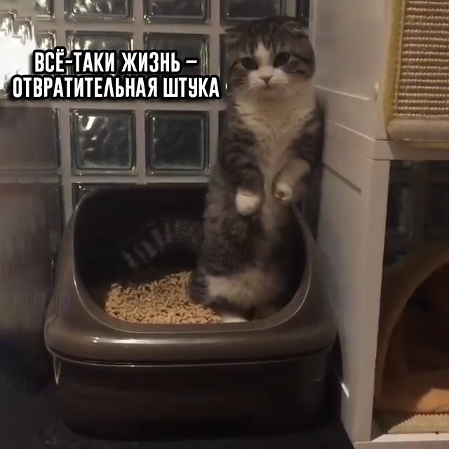 Прикольных котов пост