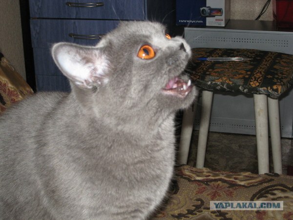 Котовторник 13.12.11 - магическе числа