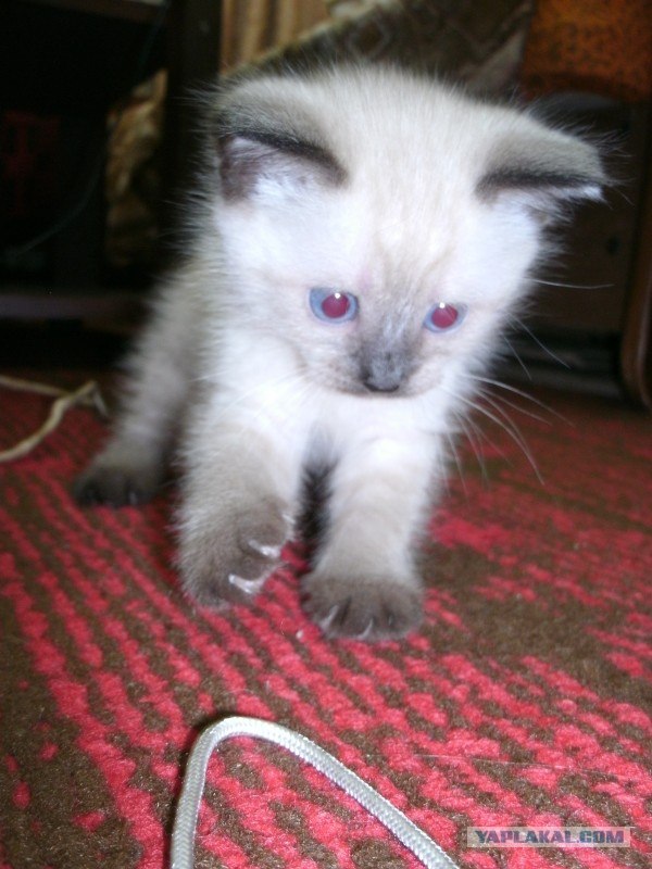 Котовторник 17.04.2012