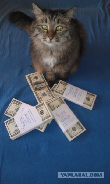 Котовторник 1 мая 2012