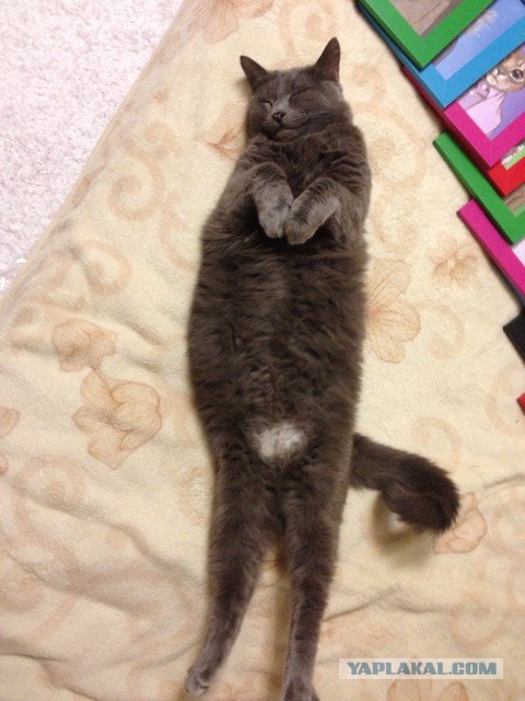Котовторник 8 мая 2012