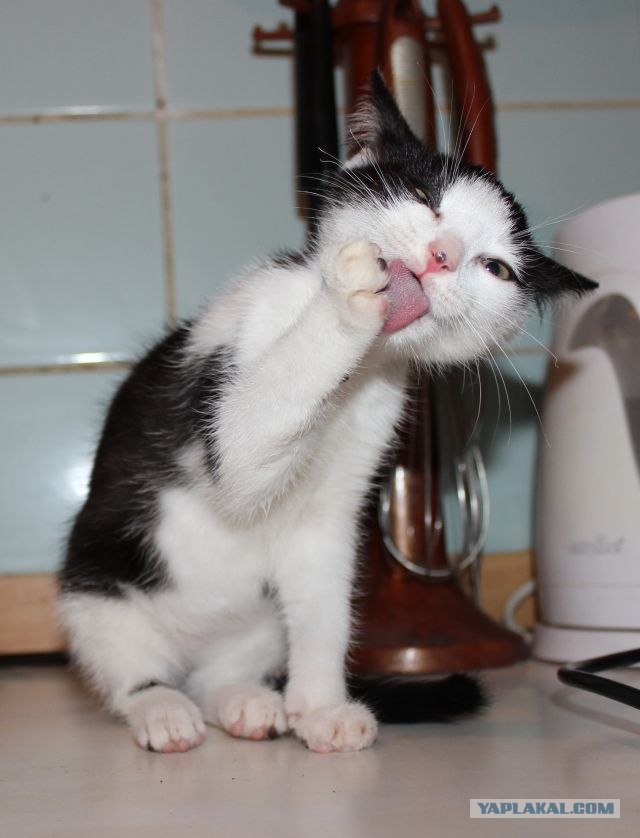 Котовторник 11.09.2012