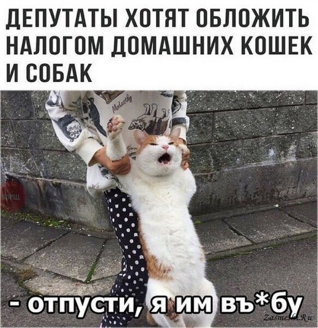 Госдума планирует ввести налог на домашних животных