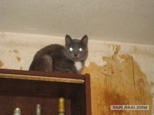 Тема про несчастного кота, в которой всем хорошим людям автор показывает сиськи!2