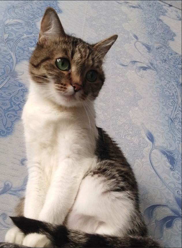 Забавные фото котеек