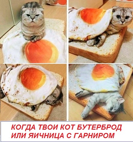 Картинки с надписями и коты, много котов