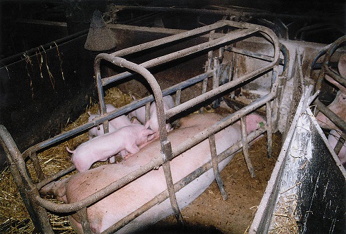 Стейк из хвостика на гриле (Пародия на пародию Пародии Апельсинии)