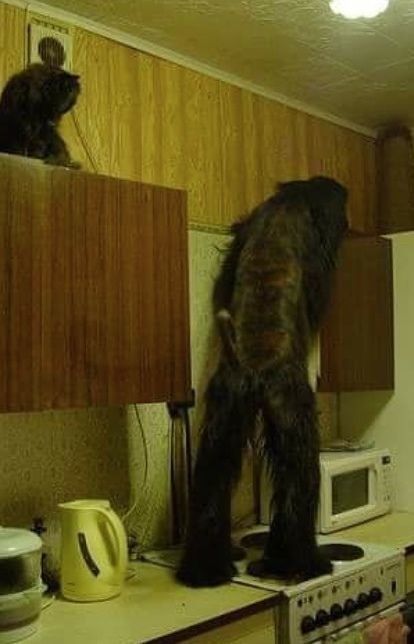 Будьте осторожней с такой собакой