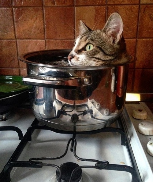 Забавные животные