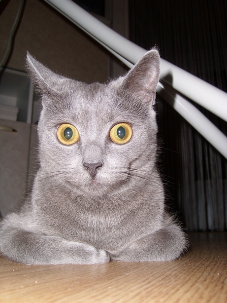 Отжабте моего кота
