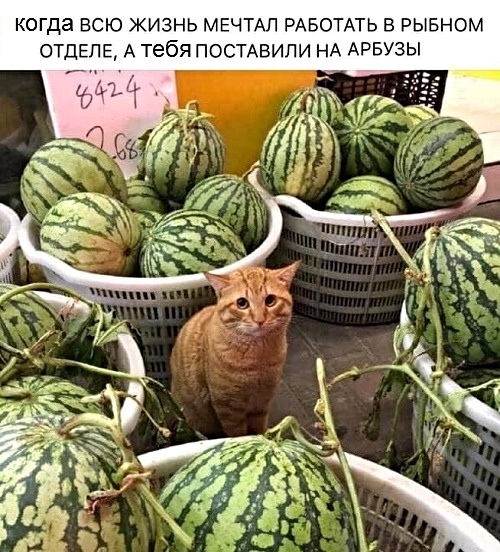 Разные картинки во вторник. С котами