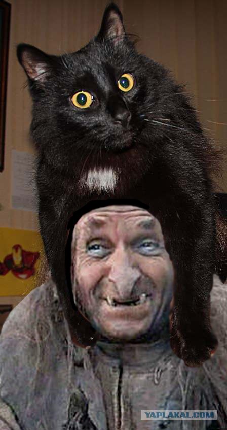 Эпичный кот