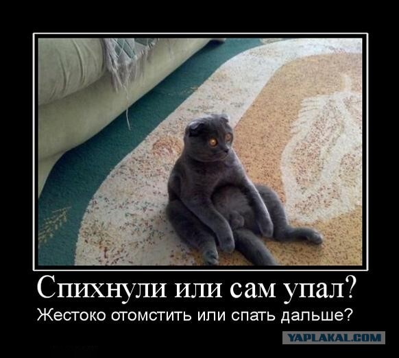 Картинки о животных, прямо и косвенно