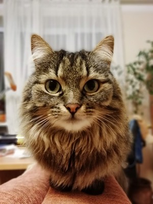 Сибирский кот  - звезда инета