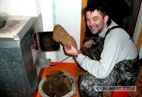 Факты про коров, коллеги