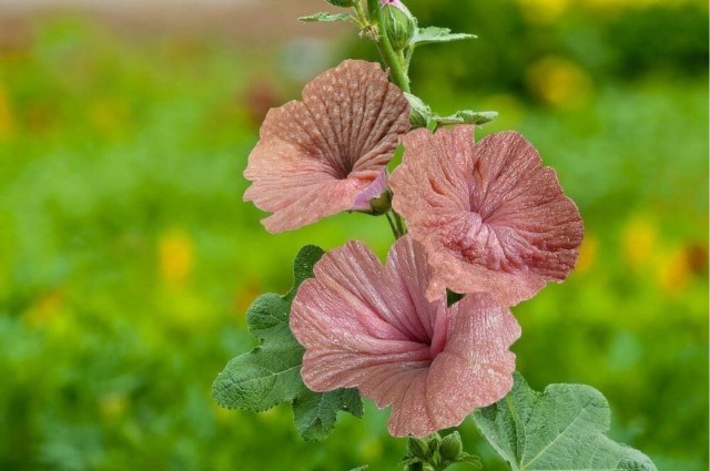 Вот такие пряники