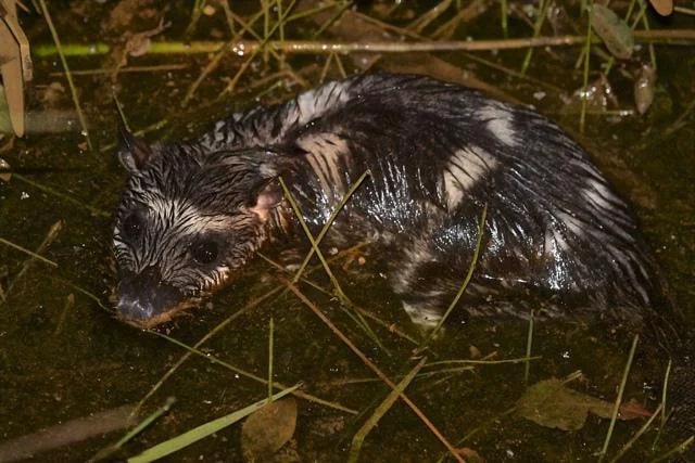 Водяной опоссум: Орущая крыса в ластах. Смешной зверь, который просто обязан стать мемом